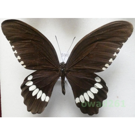 Papilio polytes ledebouria Eschscholtz, 1821 Philippines 101mm59d